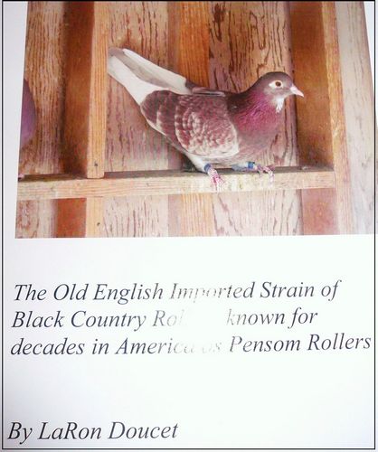 Pensom+Roller+Pigeon+Club Pensom Roller Pigeon Club http://www.roller-pigeon.com/catalog/item ...