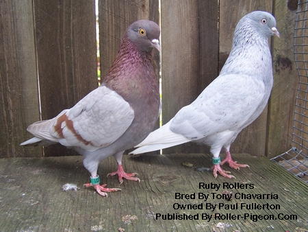 Pigeon