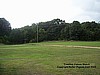 Treeline