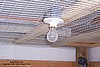 Incadescent Light Bulbs